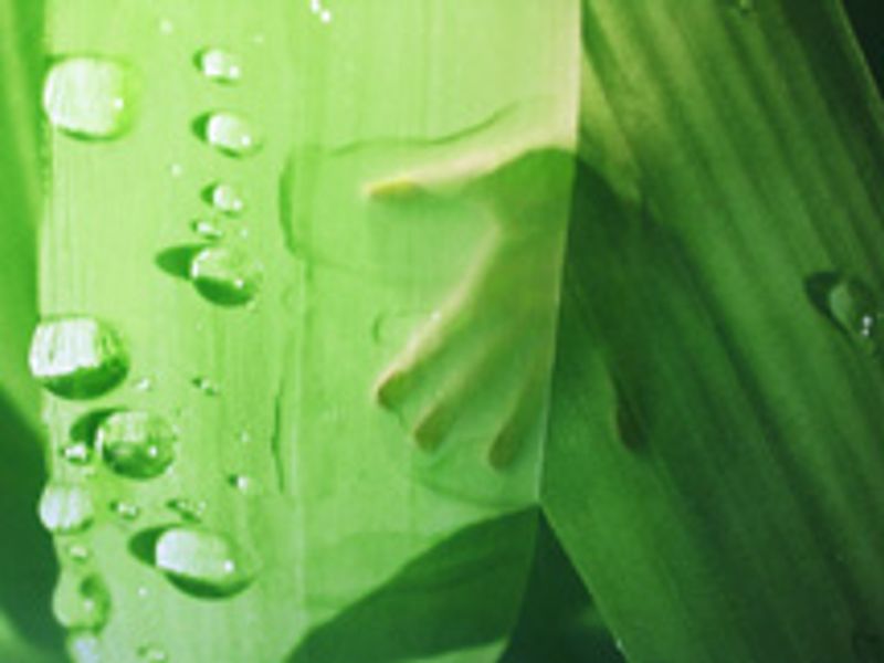 N_09_10_Fl4ad59be6f1fa5.jpg.jpg